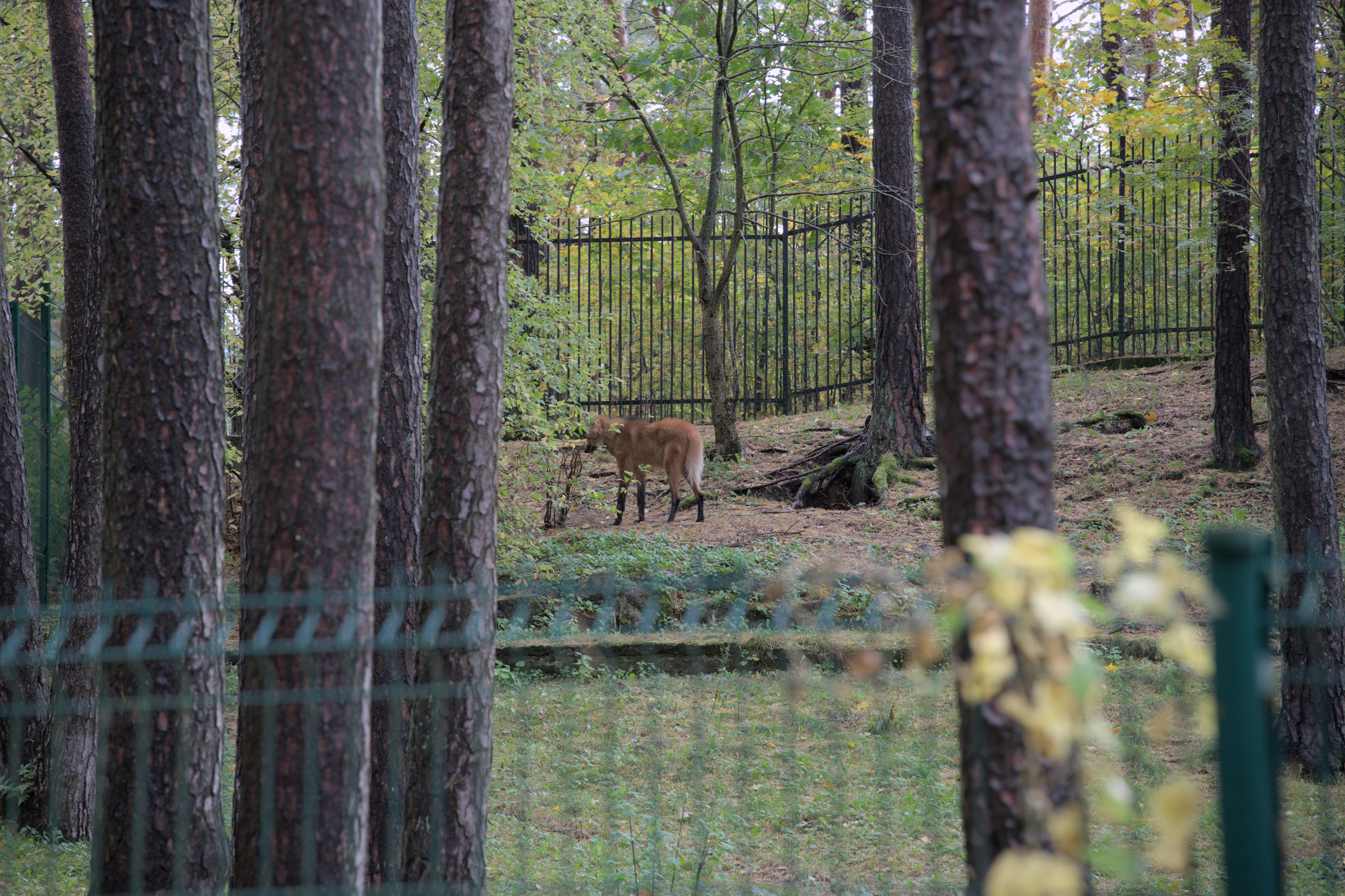 2025/10/12 - zoo/DSC_0051.jpg
